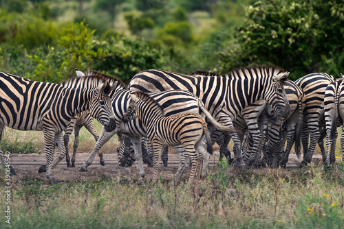 Z  bre de Burchell .Equus quagga burchelli  Parc national Kruger  Afrique du Sud