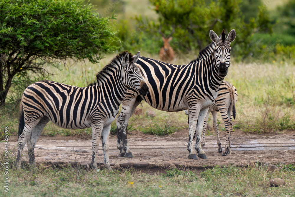 Zèbre de Burchell,.Equus quagga burchelli, Parc national Kruger, Afrique du Sud Zèbre de Burchell,.Equus quagga burchelli, Parc national Kruger, Afrique du Sud