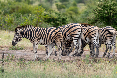 Z  bre de Burchell .Equus quagga burchelli  Parc national Kruger  Afrique du Sud