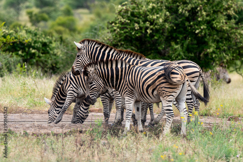 Z  bre de Burchell .Equus quagga burchelli  Parc national Kruger  Afrique du Sud