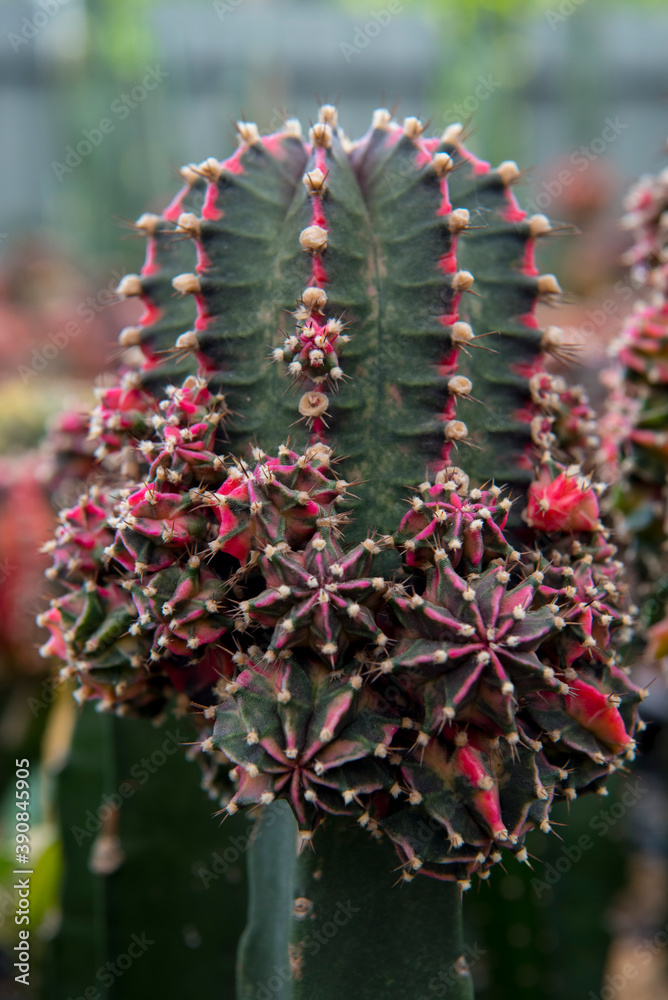 Obraz premium cactus garden desert