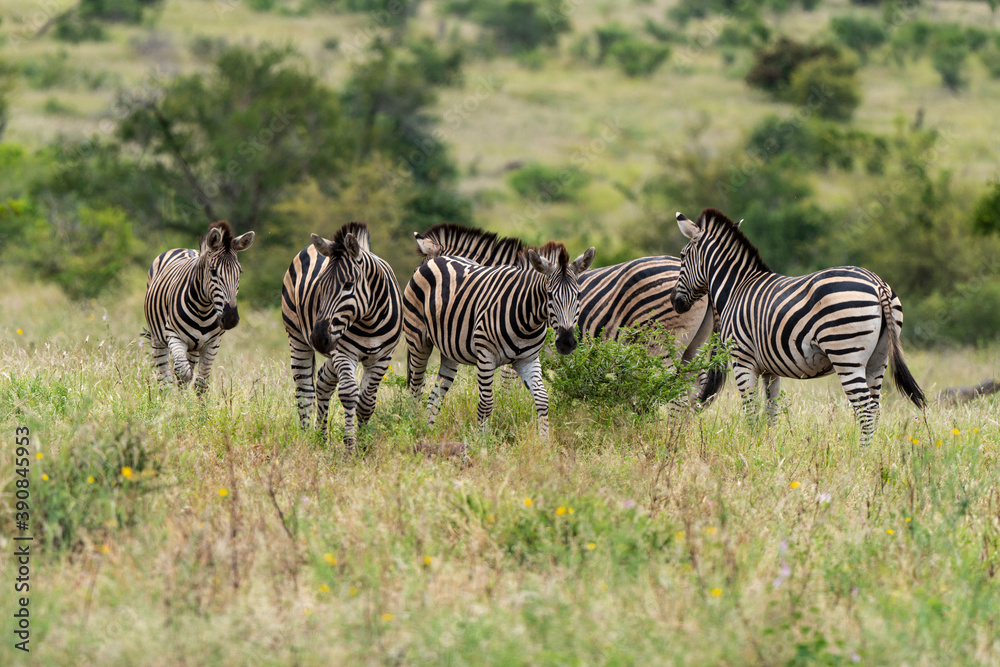 Fototapeta premium Zèbre de Burchell,.Equus quagga burchelli, Parc national Kruger, Afrique du Sud