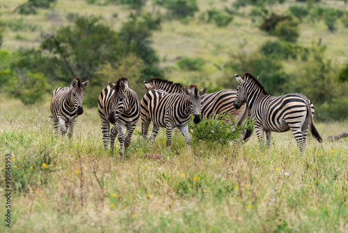 Z  bre de Burchell .Equus quagga burchelli  Parc national Kruger  Afrique du Sud