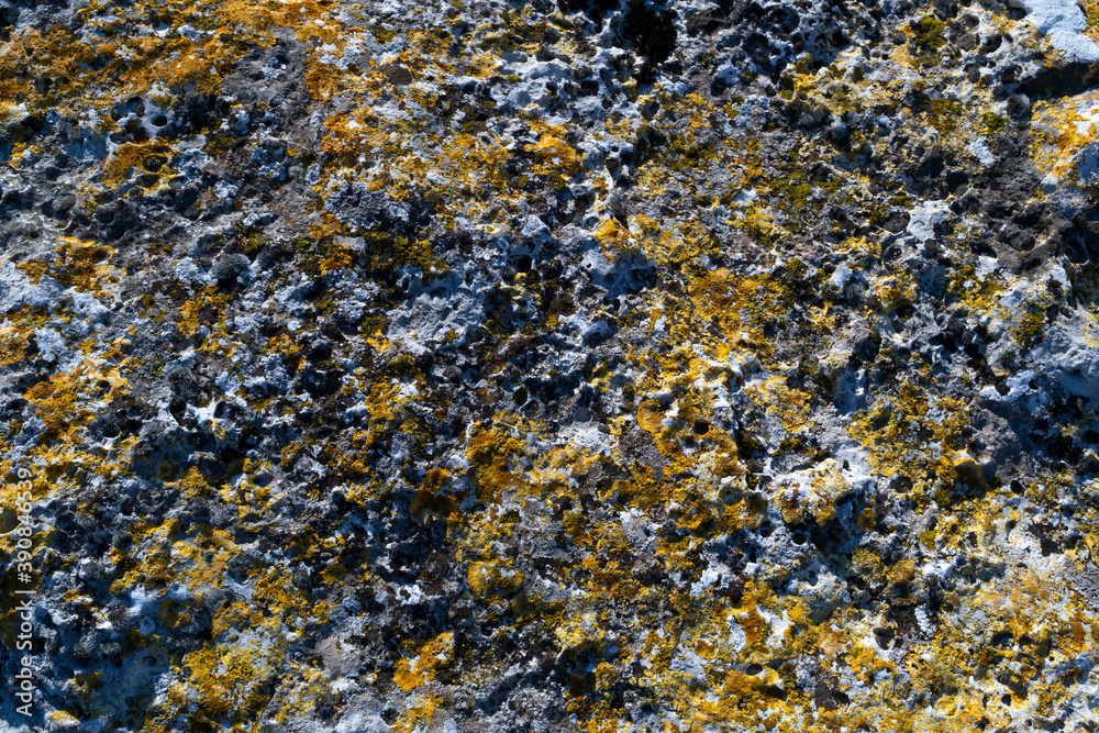 Lichen on natural stone.top view.Texture,background Lichen on natural stone.top view.Texture,background