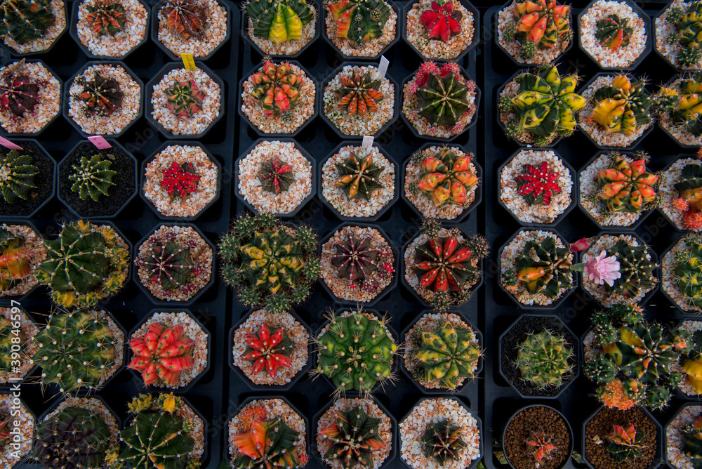 Fototapeta premium cactus garden desert