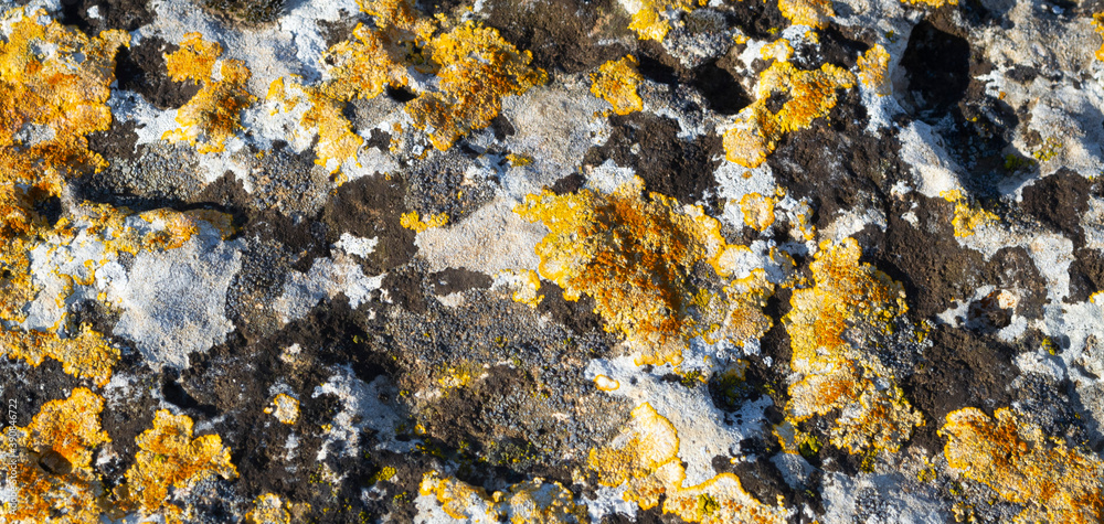 Lichen on natural stone.top view.Texture,background Lichen on natural stone.top view.Texture,background