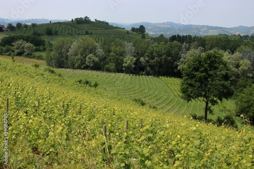 View of the verdant hills in Piedmont.