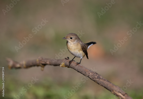 Close-up photo of a female red-breasted flycatcher (Ficedula parva) sitting on a branch against a blurred background. Soft morning light