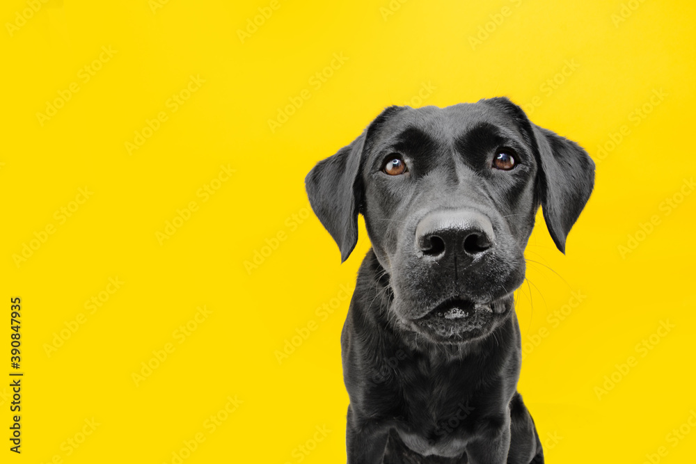 Funny worried dog's face. Isolated on yellow background. Funny worried dog's face. Isolated on yellow background.