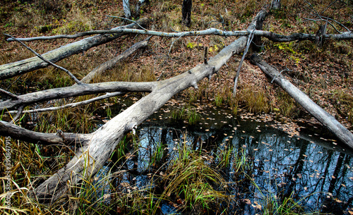 An old dry tree fell in the forest-autumn forest and leaves.