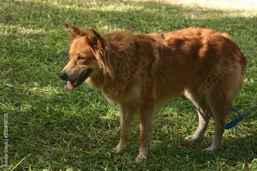 A big brown dog stands on the green grass at a park