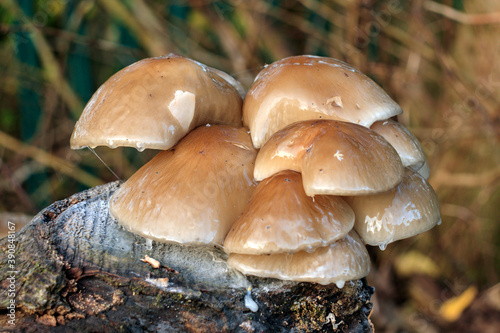 Mushrooms