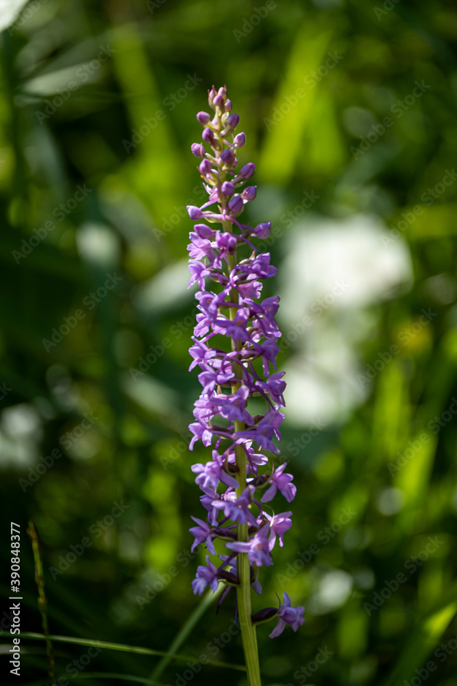 Geo-Pfad bei Achenkirch in Tirol Österreich