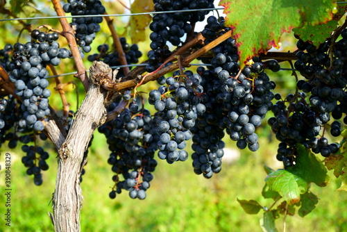 Vineyards of Japanese wineries on a sunny autumn day