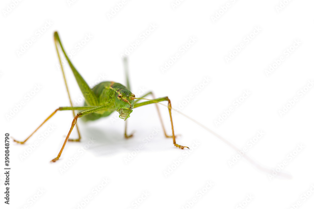 macro of a grasshopper isolated on white macro of a grasshopper isolated on white