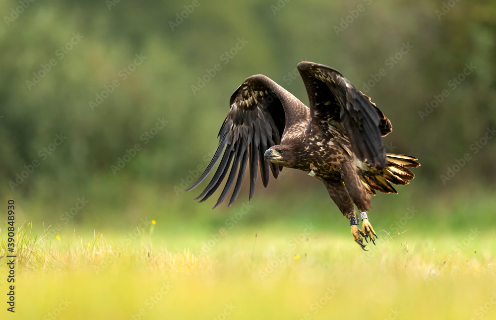 Fototapeta premium White tailed eagle ( Haliaeetus albicilla )