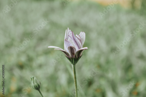 Plante solitaire