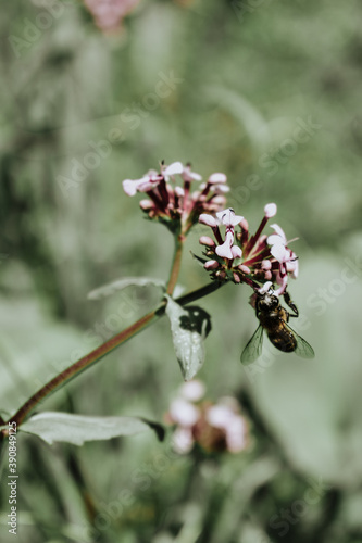 Bee on a flower