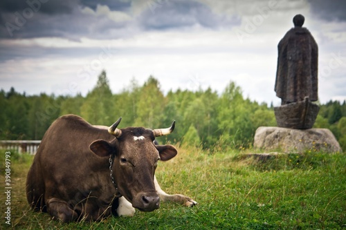 Brown cow lying on green grass and blurred monument and forest in the background in a sunny day in Volgoverkhovye, Tver region, Russia. photo