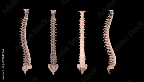 3d illustration human vertebral column
 photo