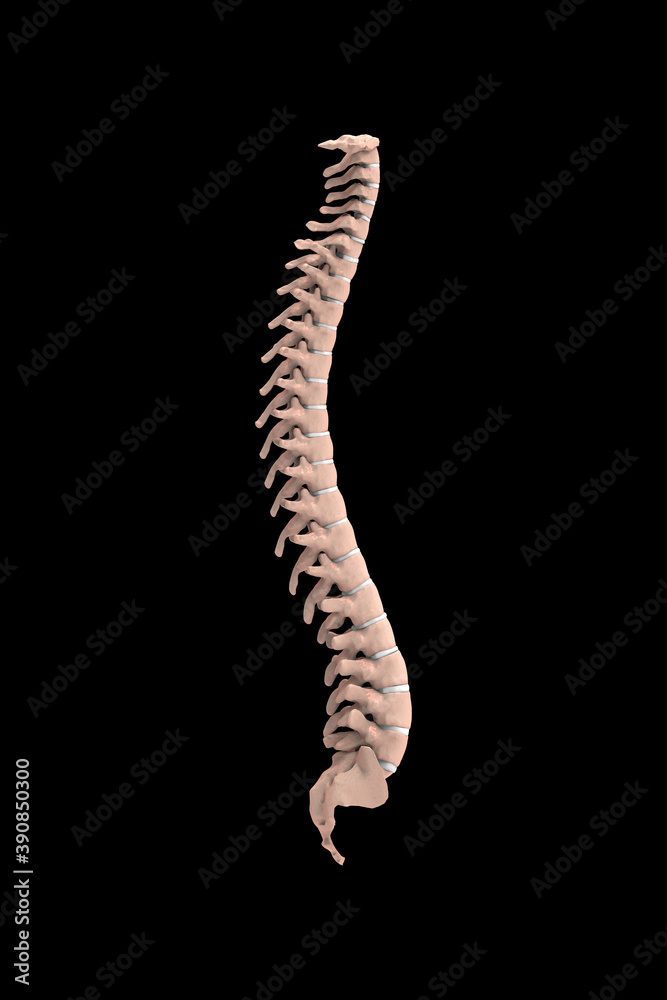 3d illustration human vertebral column
3d illustration human vertebral column