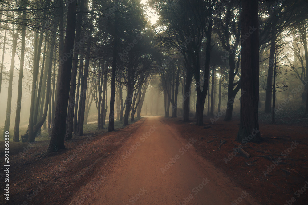 Obraz premium The mystical fog of the Sintra forest, Portugal