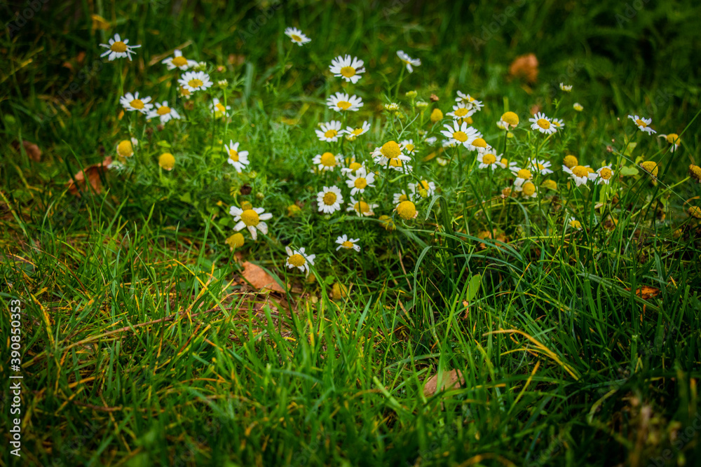 Fotografie wild forest flowers on green grass