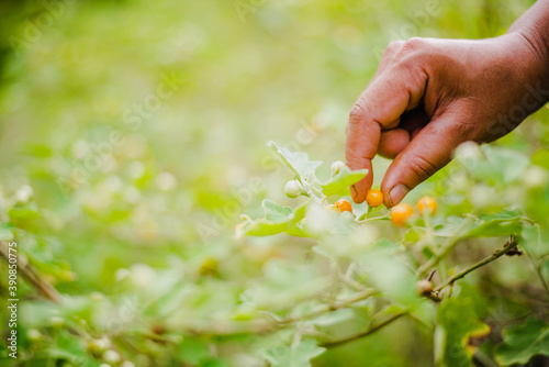 A woman collects Solanum incanum in her garden. photo