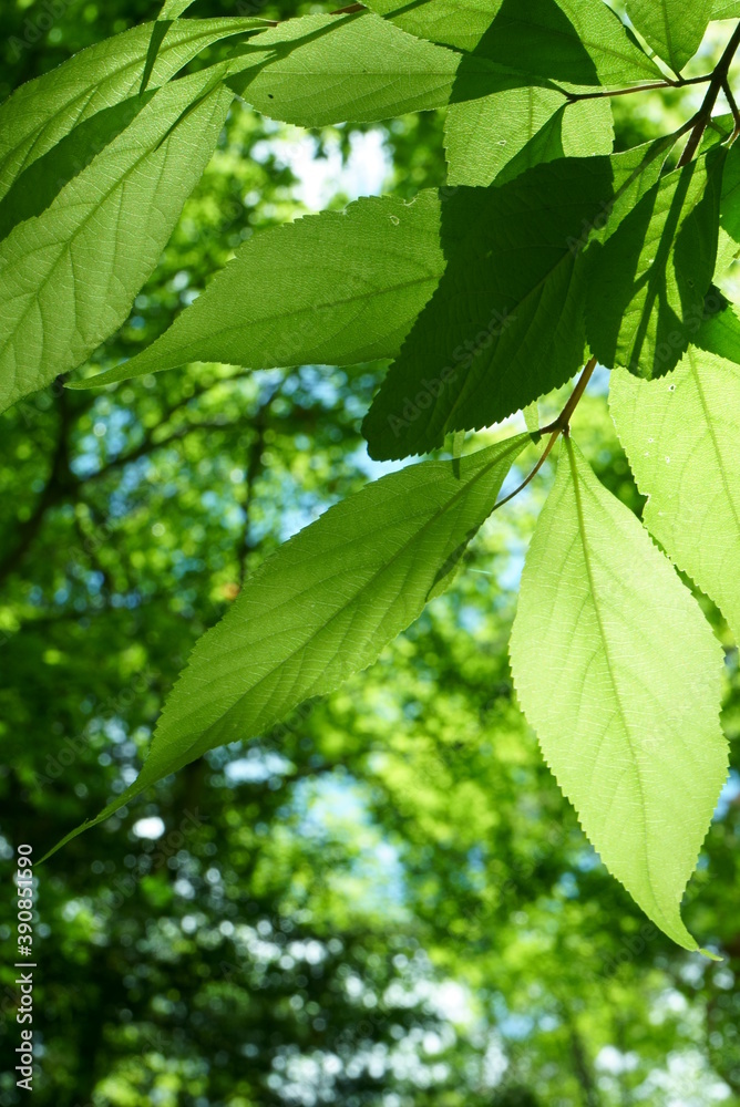 Fresh green leaves and sunbeams Fresh green leaves and sunbeams