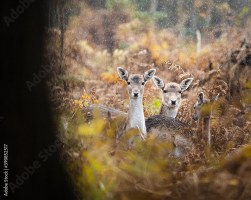 Autumnal Fallow Deer