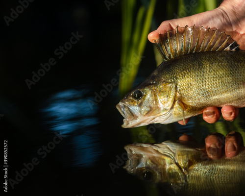 Fototapeta Naklejka Na Ścianę i Meble -  Perch release