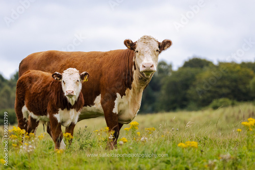 cows on a meadow © Scott