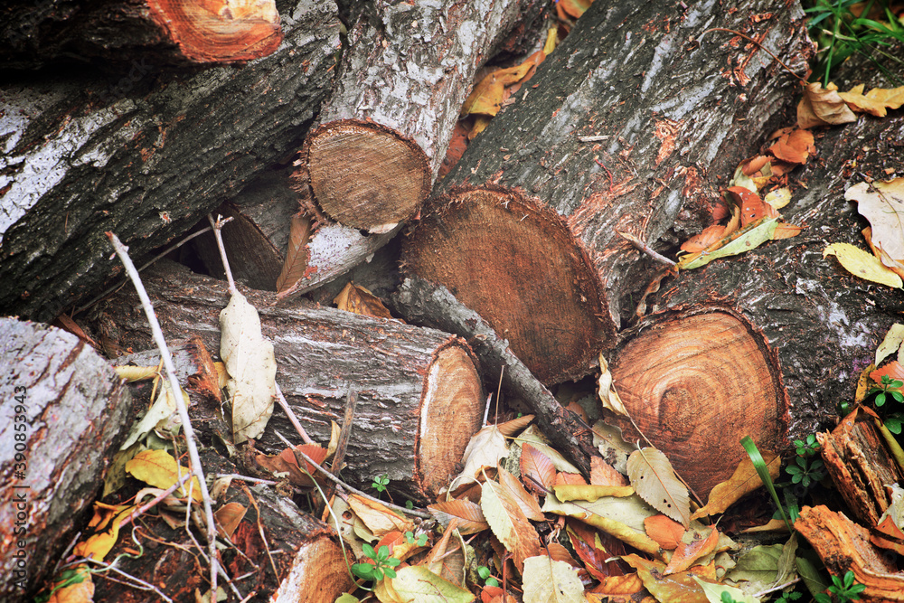 Wood for firewood. Wood for firewood.
