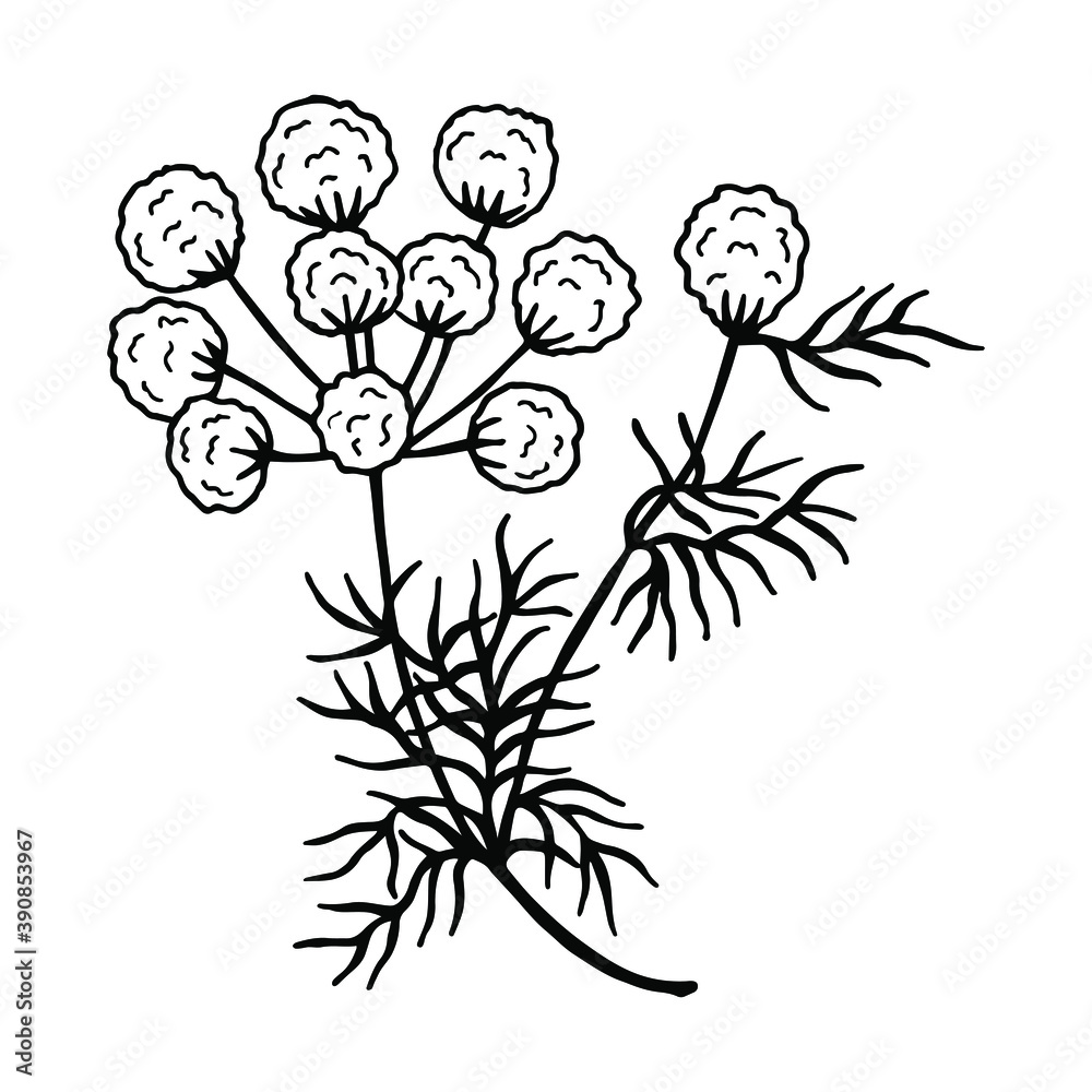 Caraway plant. Vector stock illustration eps10. Outline, hand drawing.
