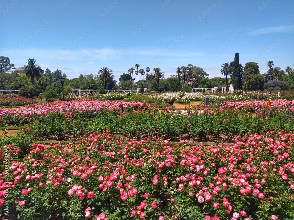 Pink Rose - El Rosedal de Palermo (Rose Garden), Buenos Aires, Argentina. Beautiful Rose Garden at Parque Tres de Febrero, popularly known as Bosques de Palermo. It has groves, lakes, and rose gardens
