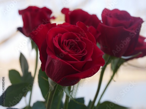 Long stemmed red roses  cropped shot
