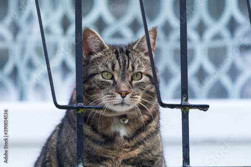 Chat tigre européen faisant la sieste et sa toilette sur ces cousins en gros plan