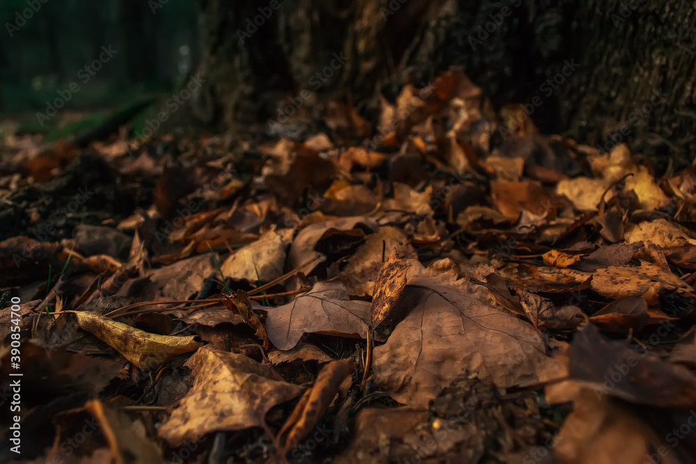 autumn leaves in the forest background large autumn leaves in the forest background large