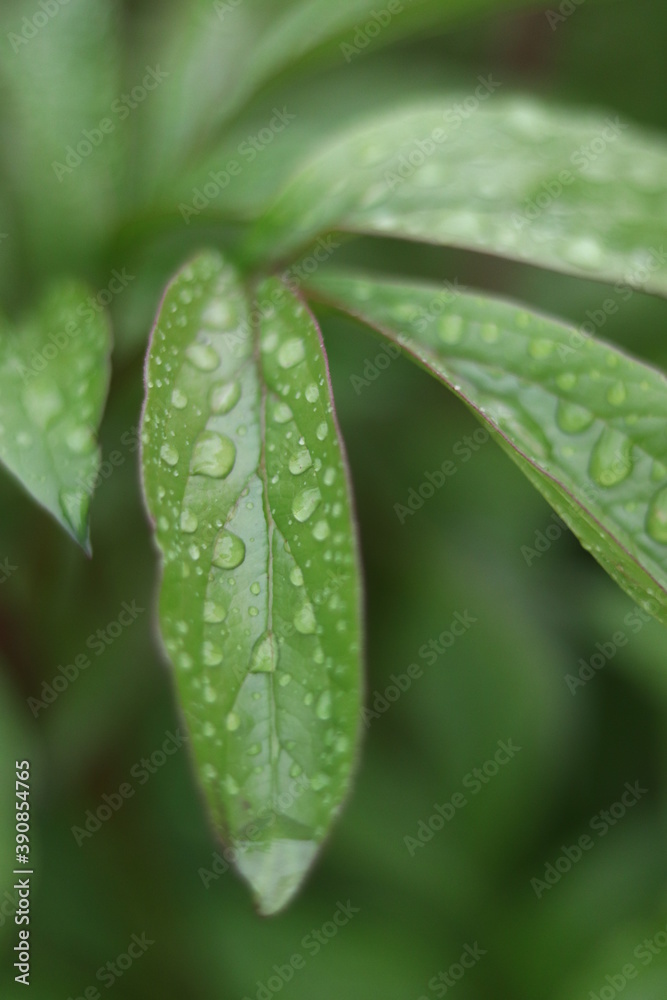 dew on leaf dew on leaf