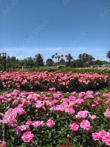 Pink Rose - El Rosedal de Palermo  Rose Garden   Buenos Aires  Argentina. Beautiful Rose Garden at Parque Tres de Febrero  popularly known as Bosques de Palermo. It has groves  lakes  and rose gardens
