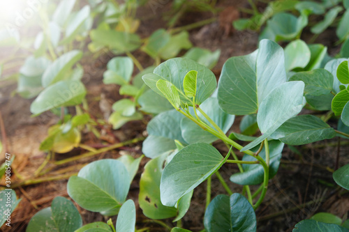 Wallpaper Mural Goat's Foot Creeper, Beach Morning Glory in the nature.  Torontodigital.ca