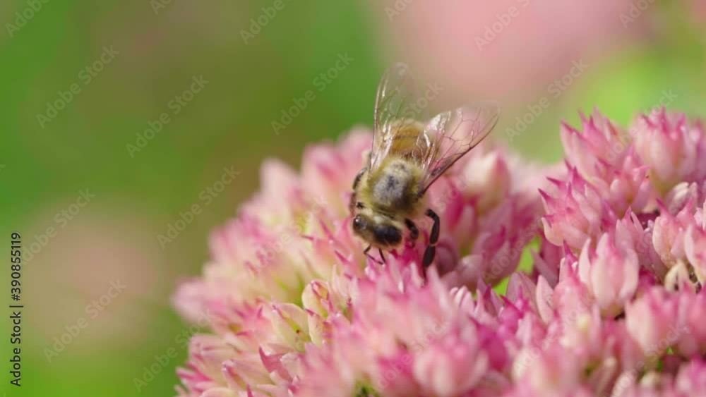Honey bee gathering nectar from flower. Slow motion. Honey bee gathering nectar from flower. Slow motion.