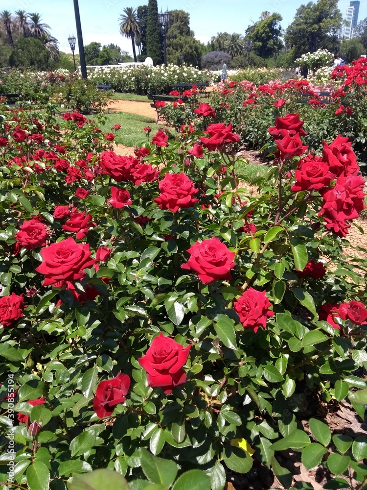 Red rose - El Rosedal de Palermo (Rose Garden), Buenos Aires, Argentina. Beautiful Rose Garden at Parque Tres de Febrero, popularly known as Bosques de Palermo. It has groves, lakes, and rose gardens.