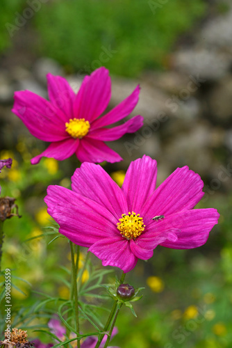 Bunte Gartenblume  (Cosmos) // Colourful garden flower photo