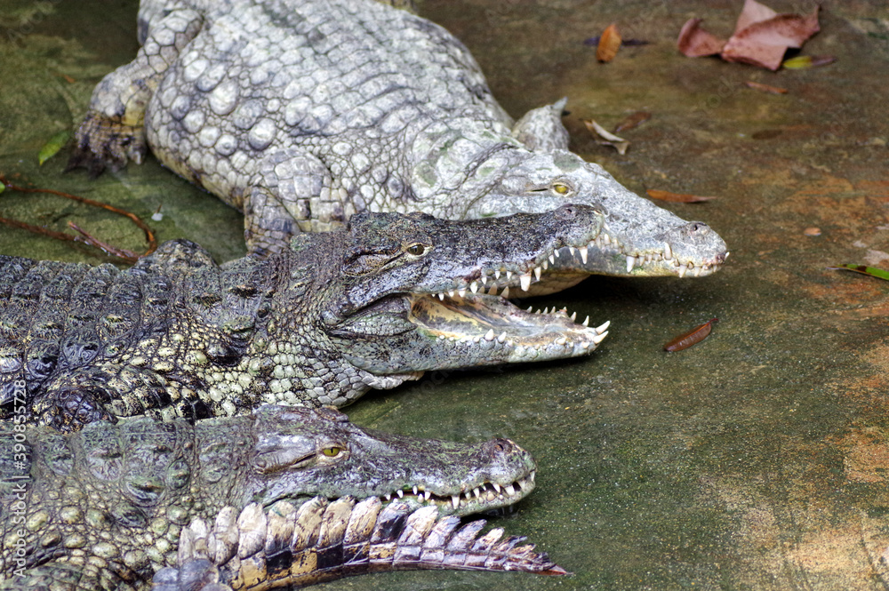 Obraz premium crocodiles