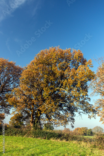 Autumnal Tree