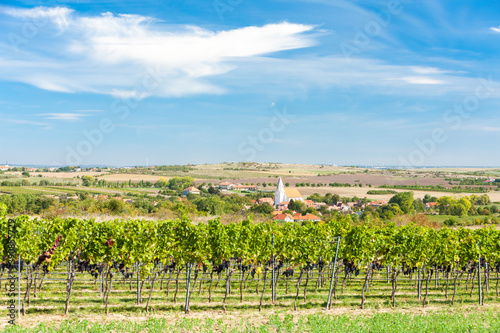 Hnanice and vineyards, Znojmo region, Czech Republic photo