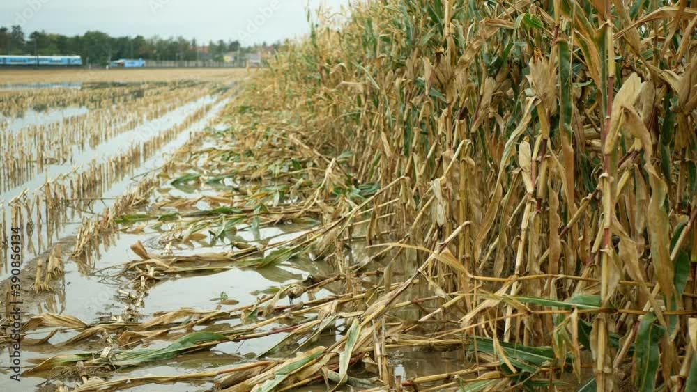 Stockvideo Flood corn mold blight maize yellow ears plants field