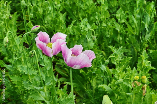 Detail of flowering opium poppy papaver somniferum, white colored poppy flower. photo