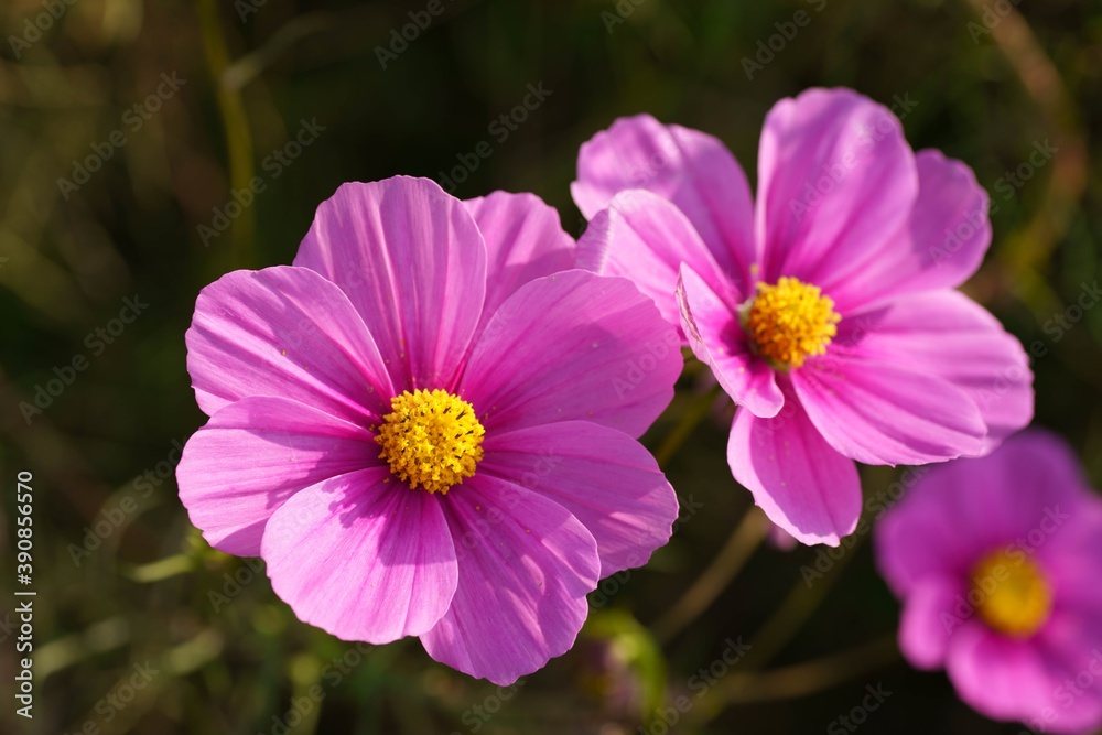 Obraz premium コスモス